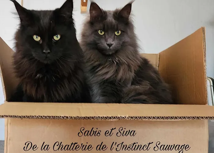 Chez Sandrine Au Creux Chene דירה *